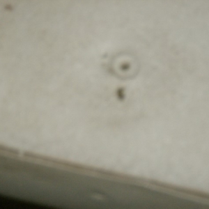 HPIM5098 (Small)