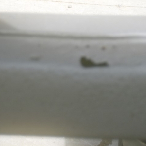 HPIM7174 (Small)